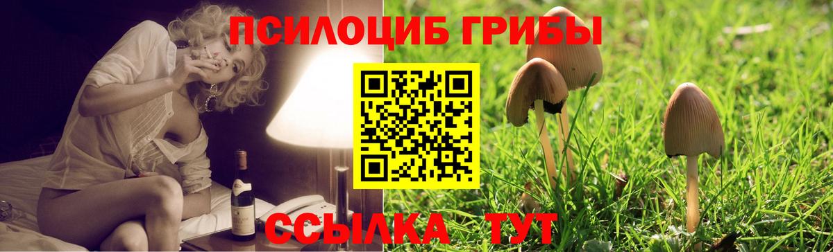 Псилоцибиновые грибы GOLDEN TEACHER  Вход с VPN  Гусев  Псилоцибиновые грибы Magic Shrooms 